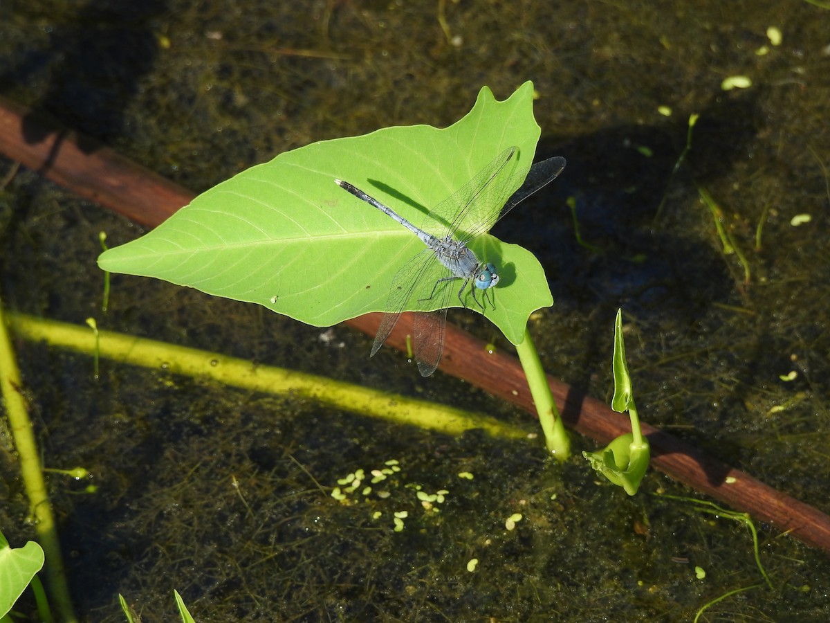 Chalky Percher - ML646427559