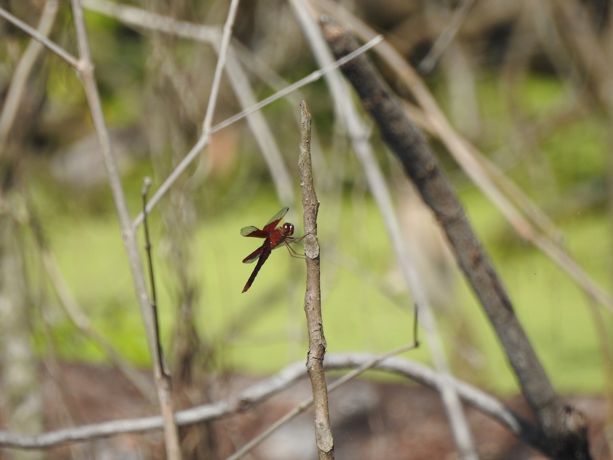 Sultan - ML646427560