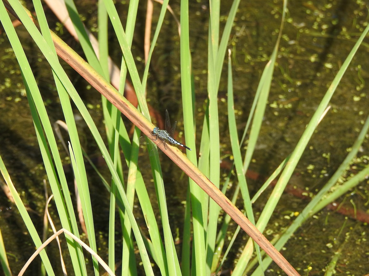 Grizzled Pintail - ML646427561