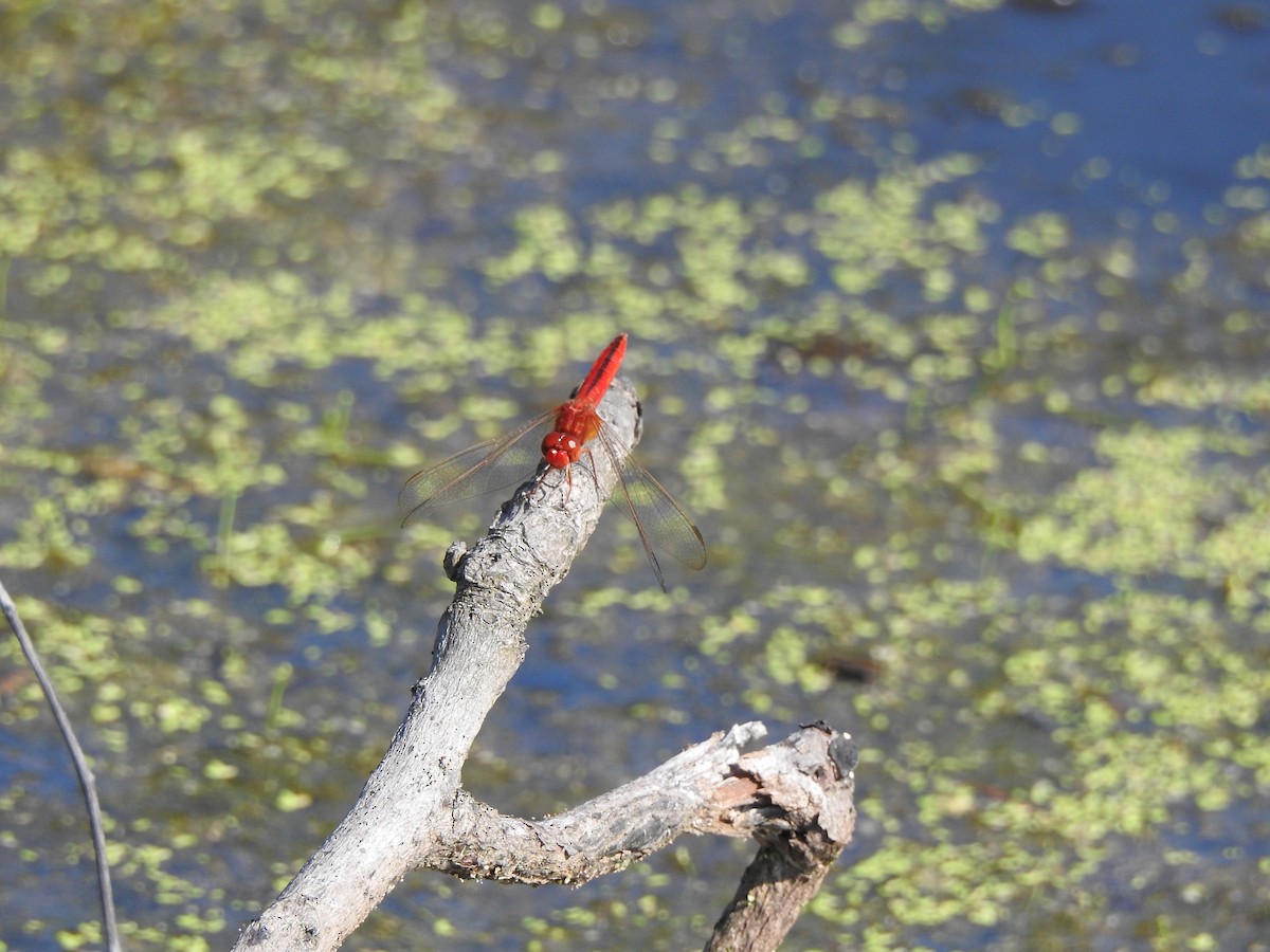 Scarlet Skimmer - ML646427562