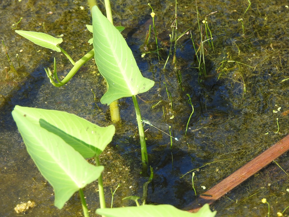 Common Bluetail - ML646427564