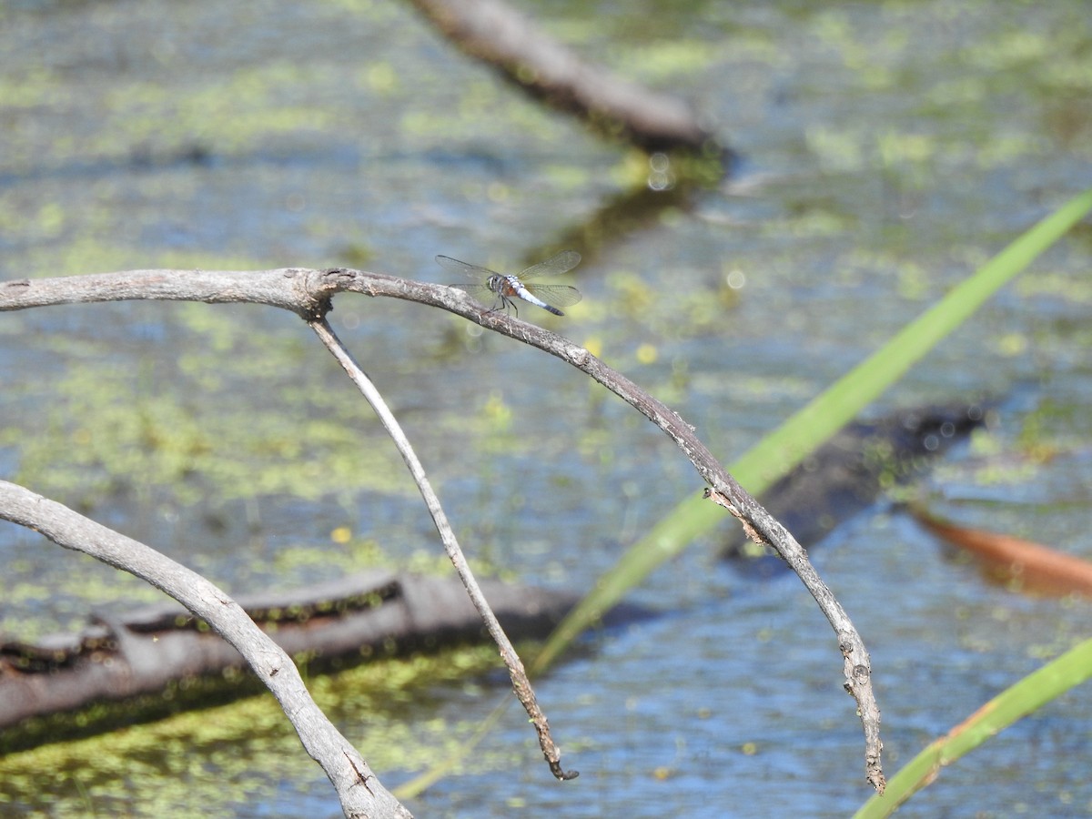 Oriental Blue Dasher - ML646427565