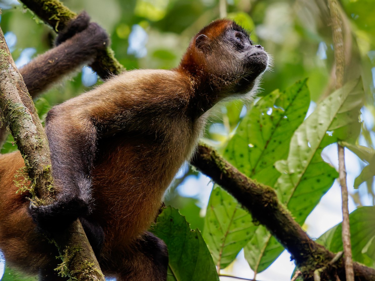 Animals - ML646427571