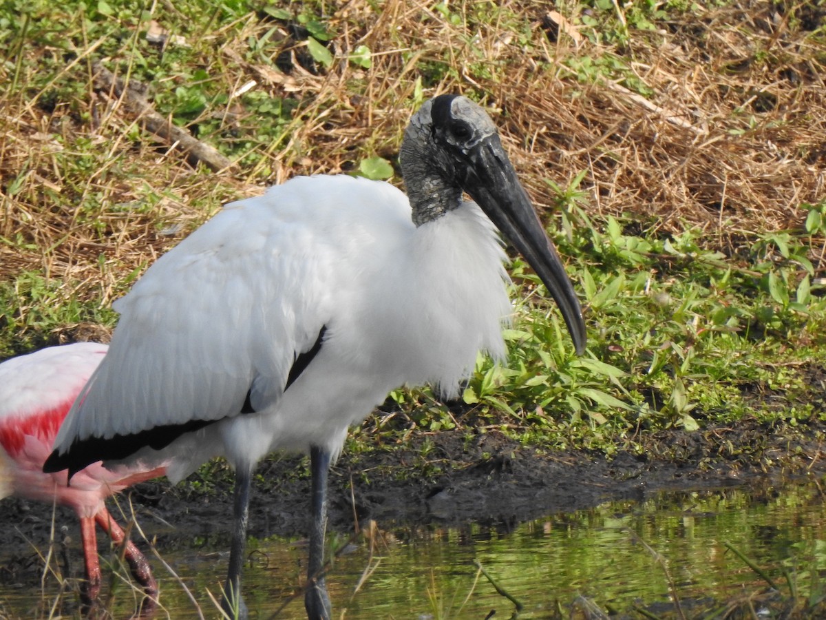 Wood Stork - ML646427573