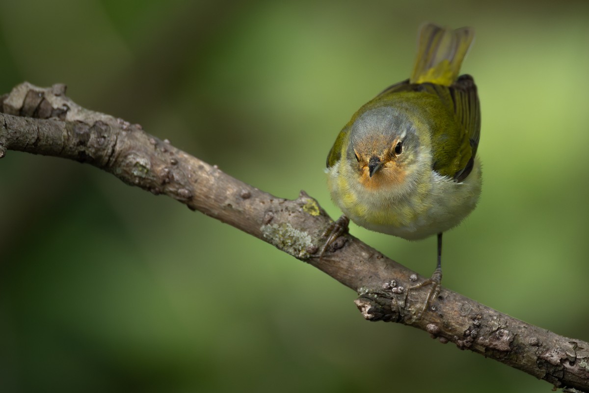 Tennessee Warbler - ML646427574