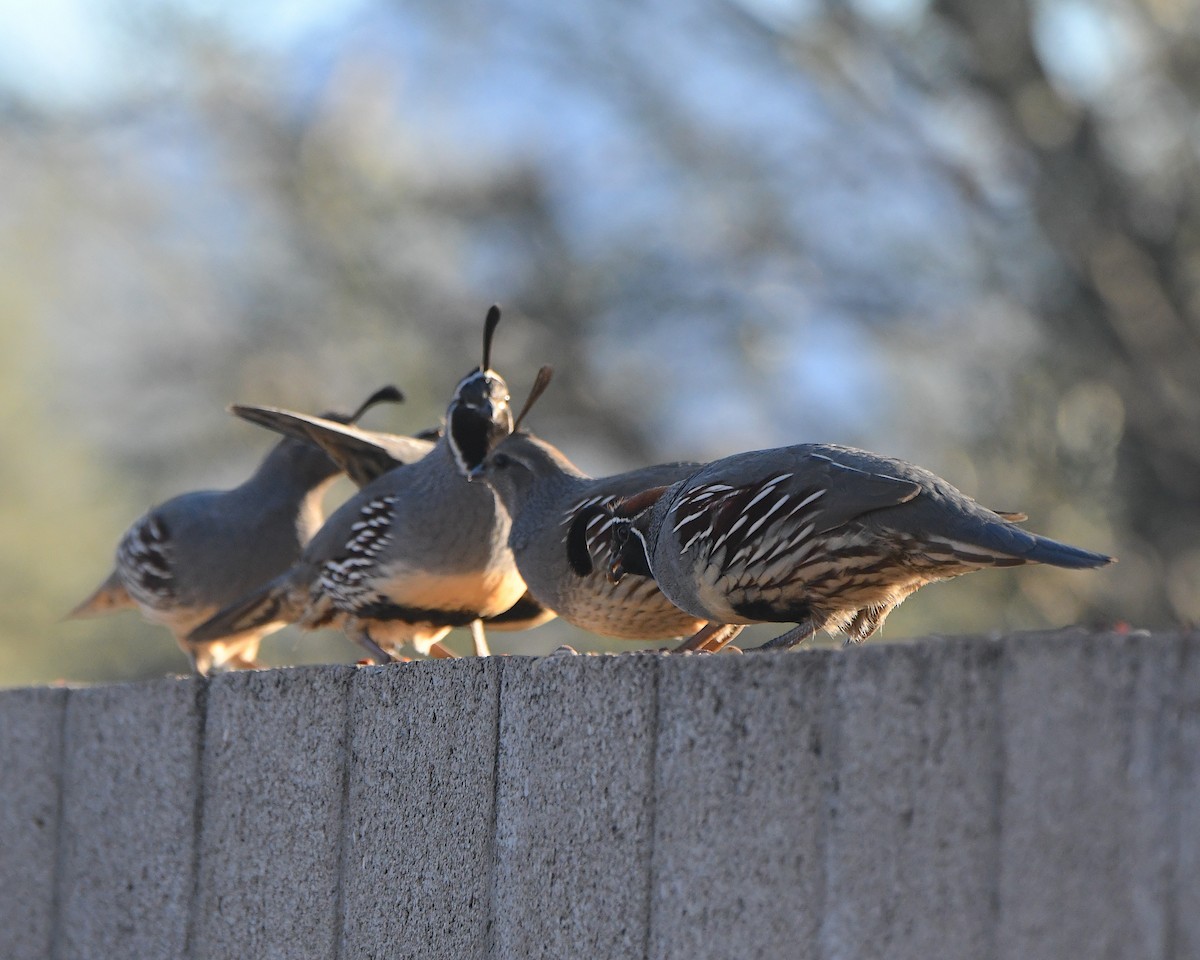 Gambel's Quail - ML646427576