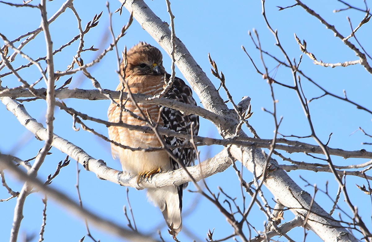 Red-shouldered Hawk - ML646427579