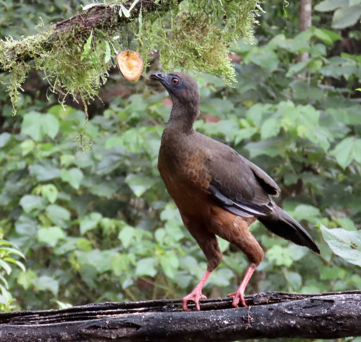 Sickle-winged Guan - ML646427581