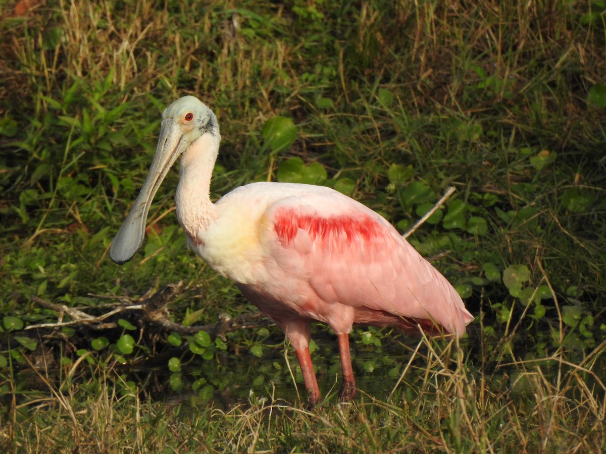Roseate Spoonbill - ML646427582