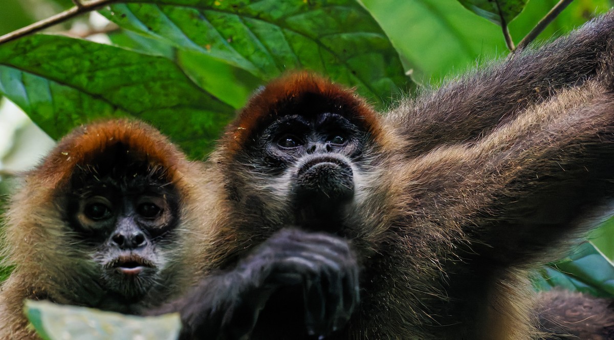 Animals - ML646427583