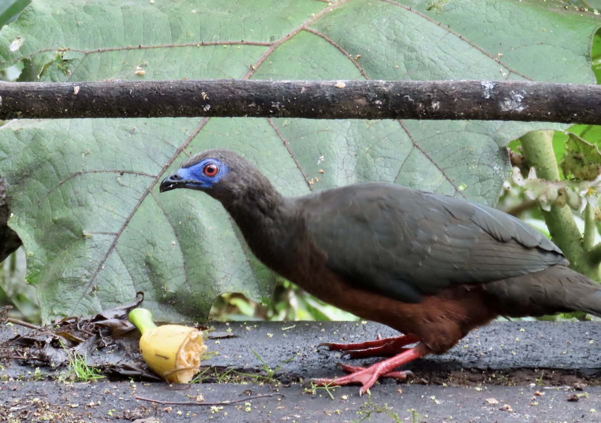 Sickle-winged Guan - ML646427584