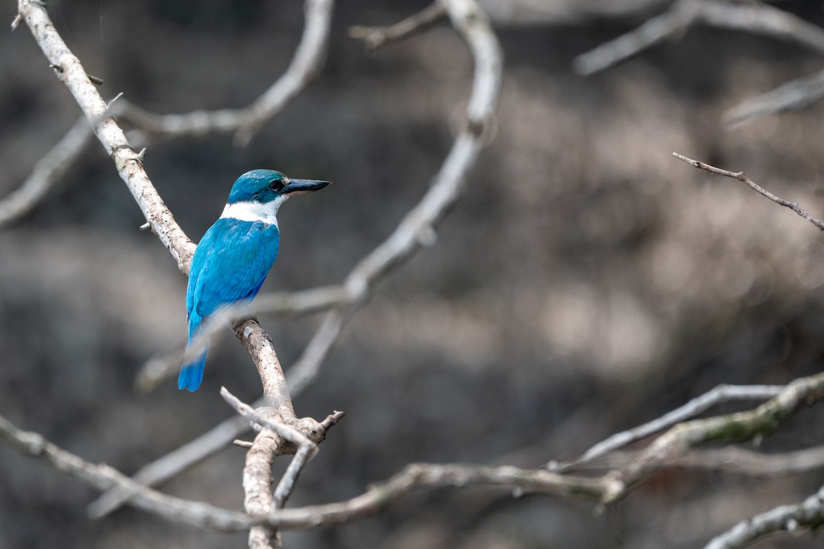 Collared Kingfisher - ML646427585
