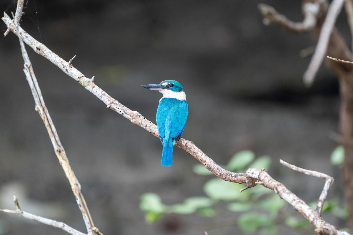 Collared Kingfisher - ML646427586
