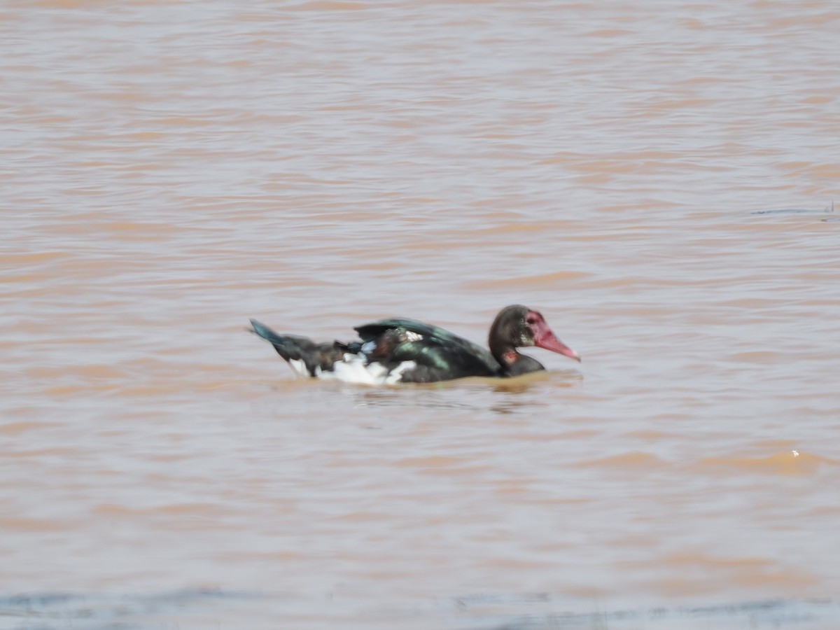 אווז שחור - ML646427587