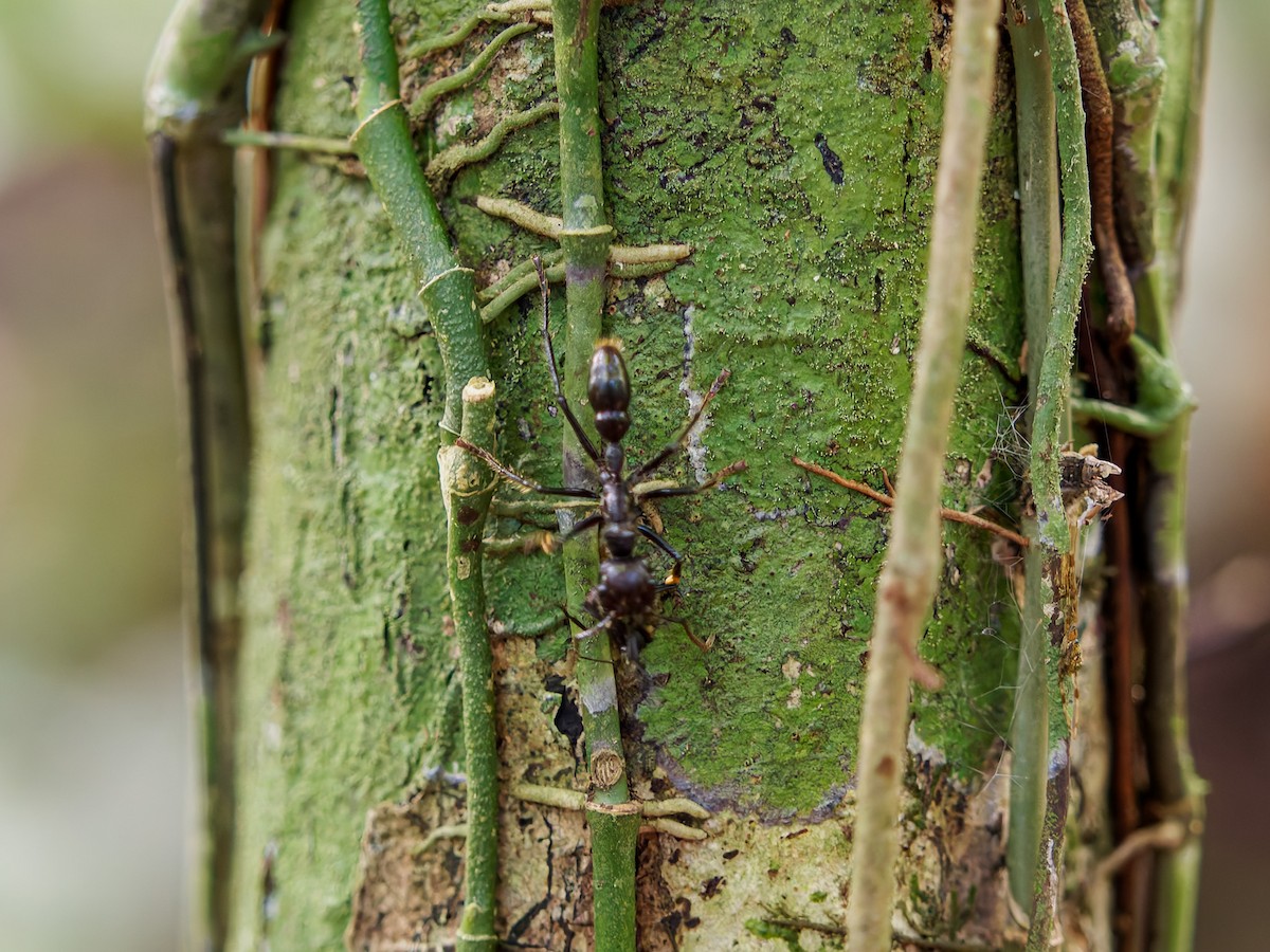 Animals - ML646427588