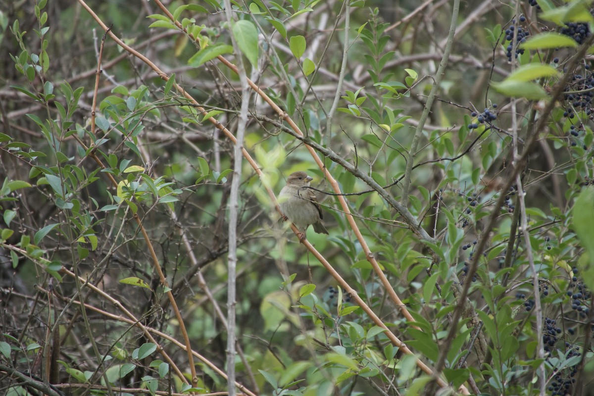 White-throated Sparrow - ML646427589