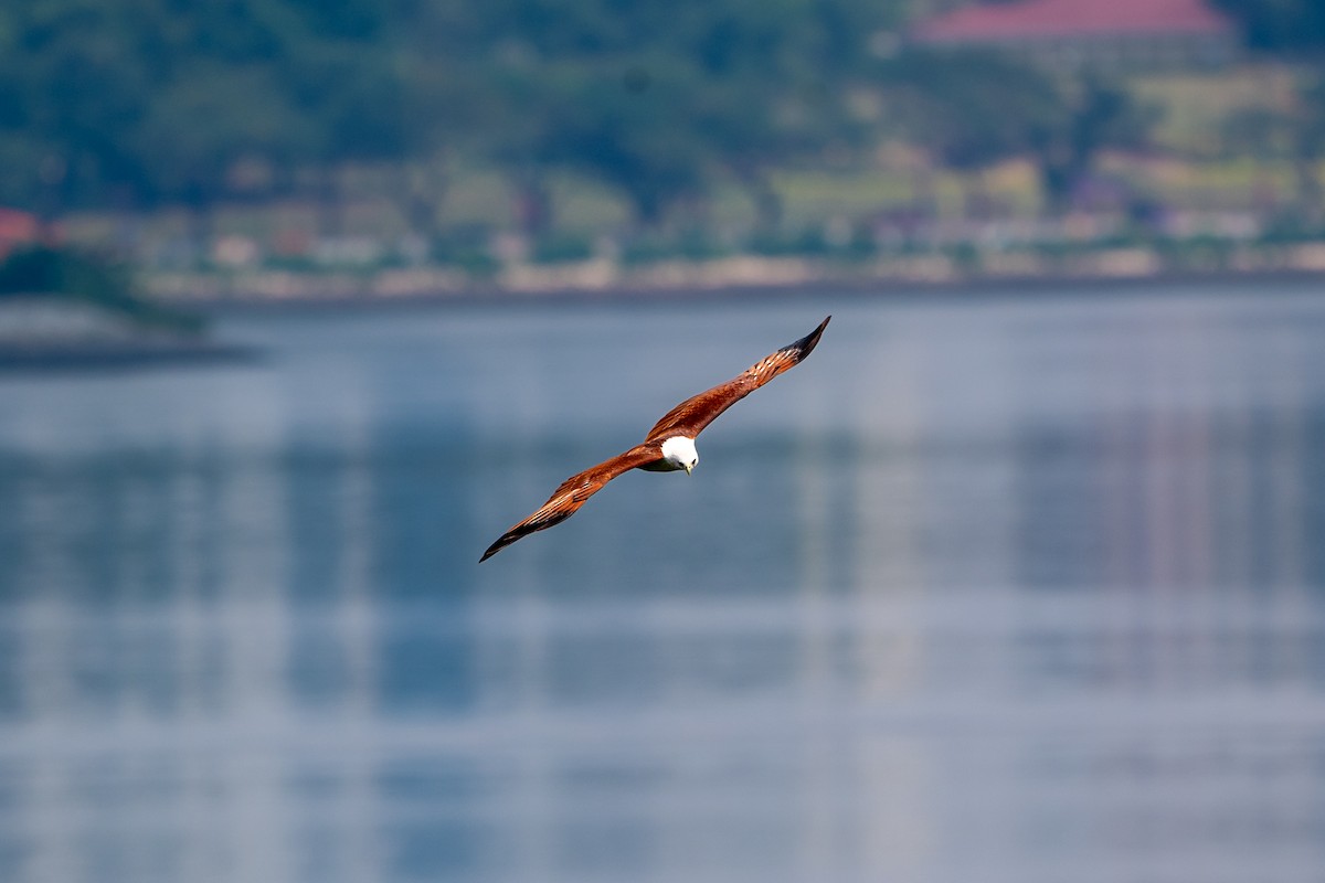 Brahminy Kite - ML646427590