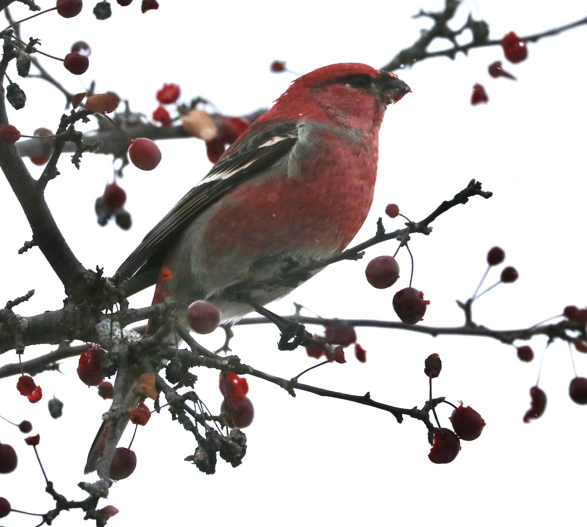 Pine Grosbeak - ML646427591