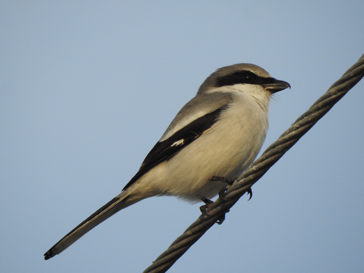 Loggerhead Shrike - ML646427592
