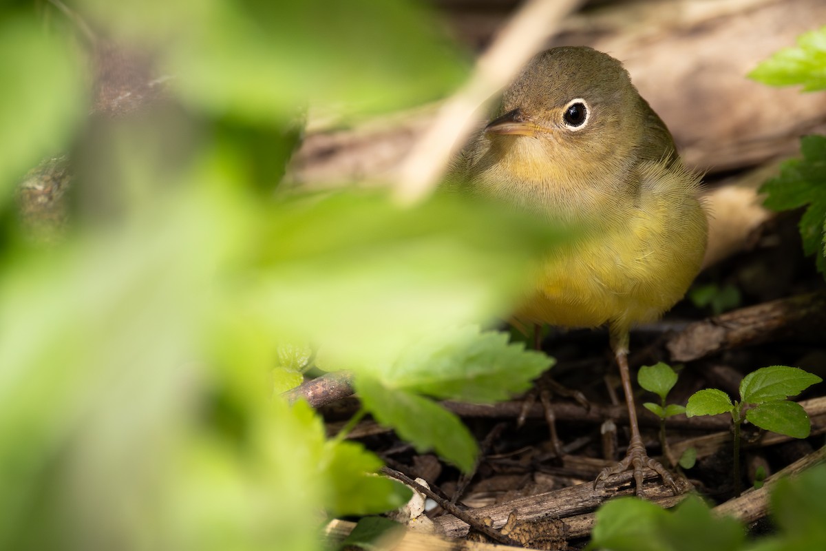 Connecticut Warbler - ML646427594