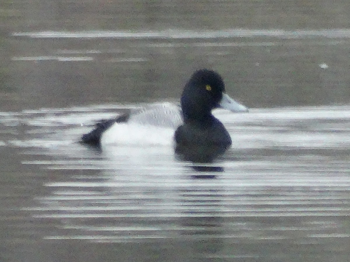 Lesser Scaup - ML646427597