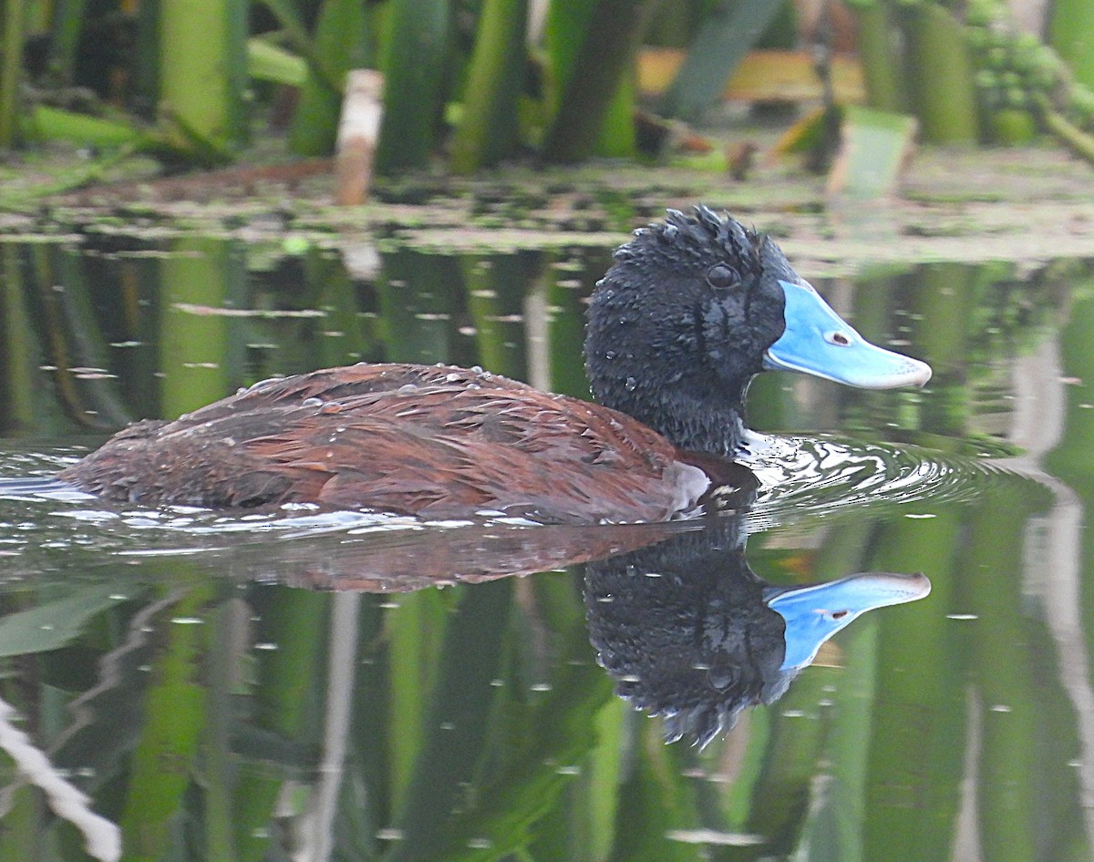 Blue-billed Duck - ML646427599