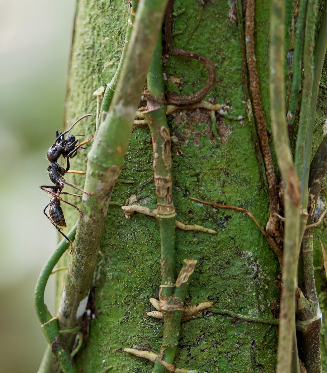 Animals - ML646427601