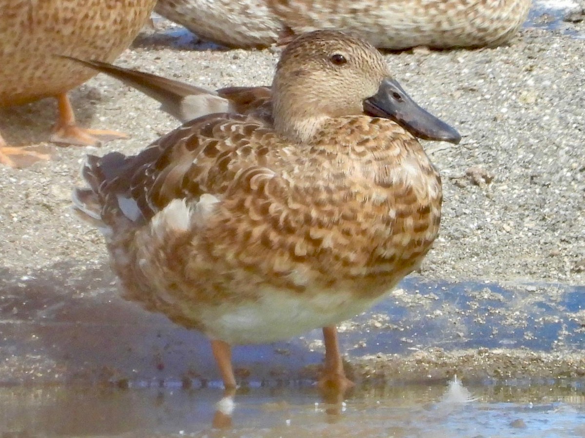 Northern Shoveler x Gadwall (hybrid) - ML646427602