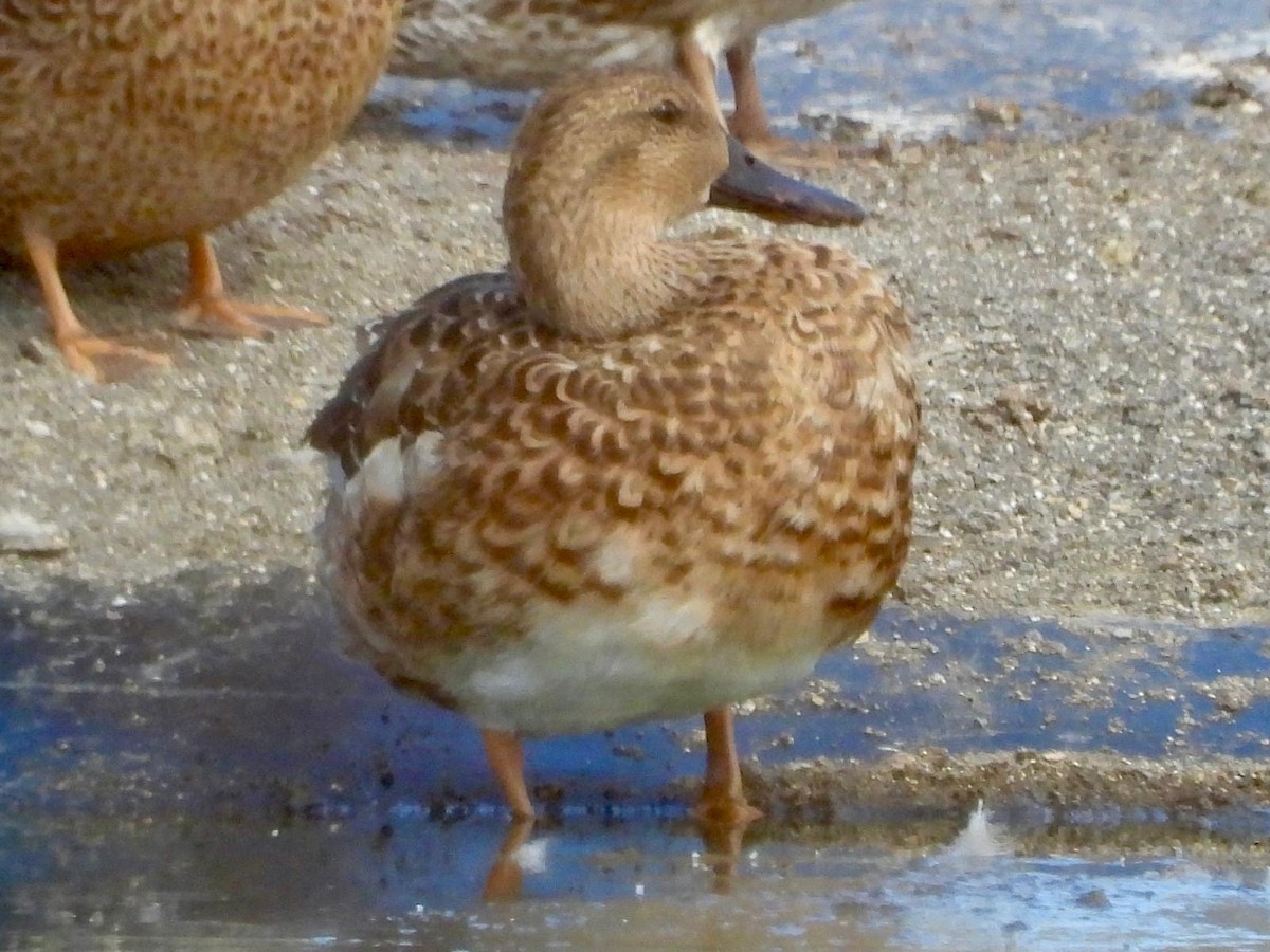 Northern Shoveler x Gadwall (hybrid) - ML646427603