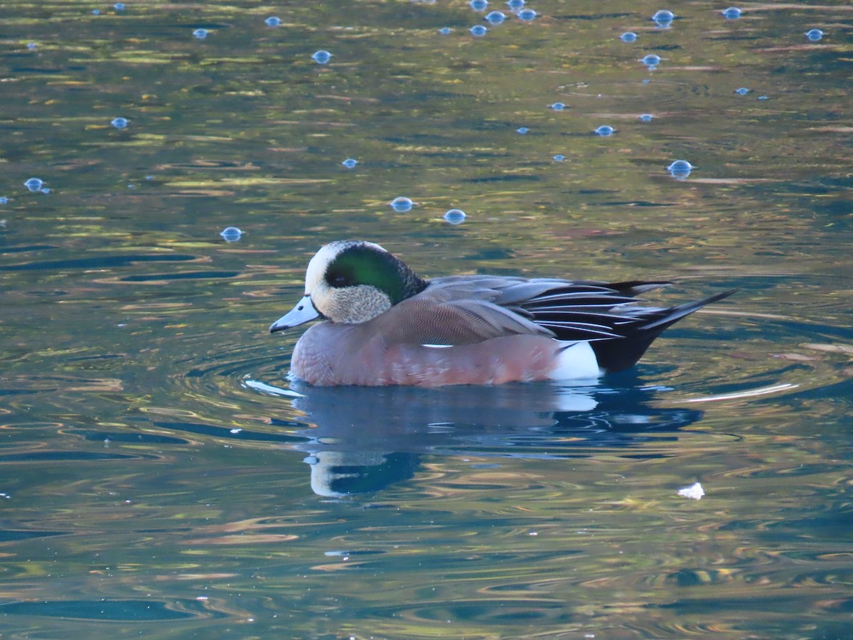 hvízdák americký - ML646427605