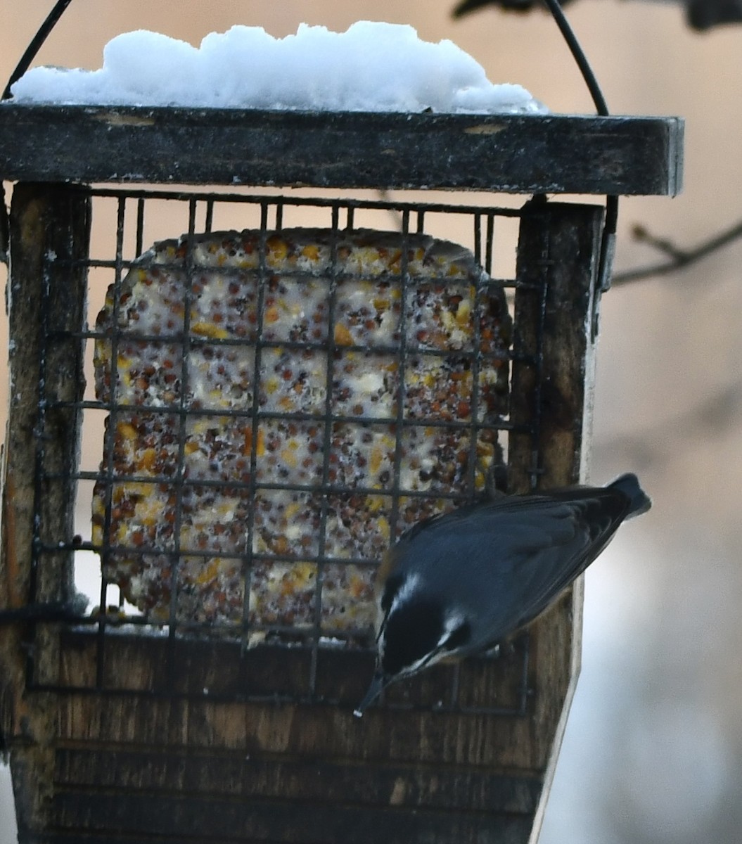 Red-breasted Nuthatch - ML646427607