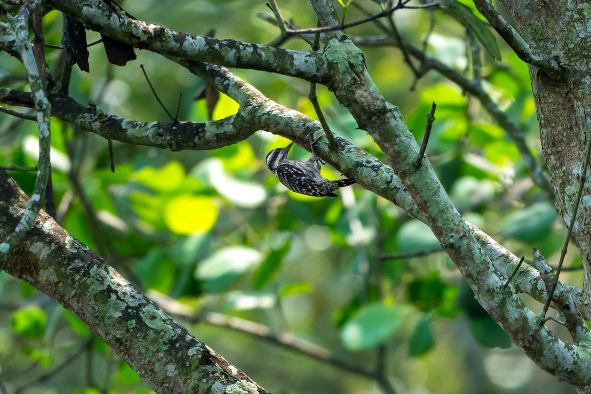 Sunda Pygmy Woodpecker - ML646427608