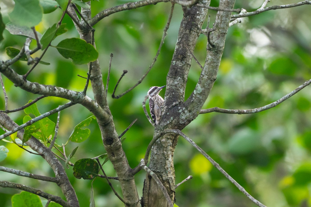 Sunda Pygmy Woodpecker - ML646427609