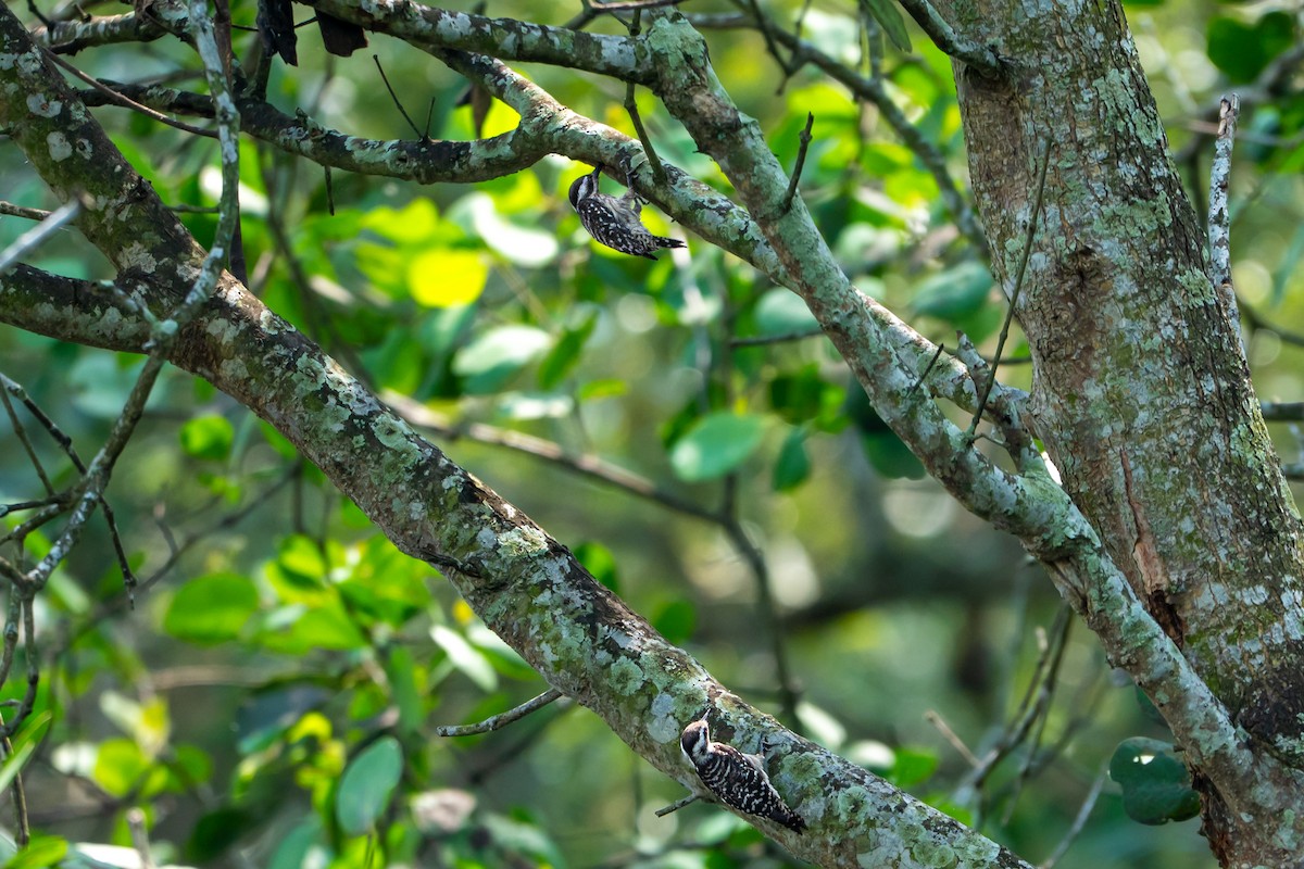 Sunda Pygmy Woodpecker - ML646427610