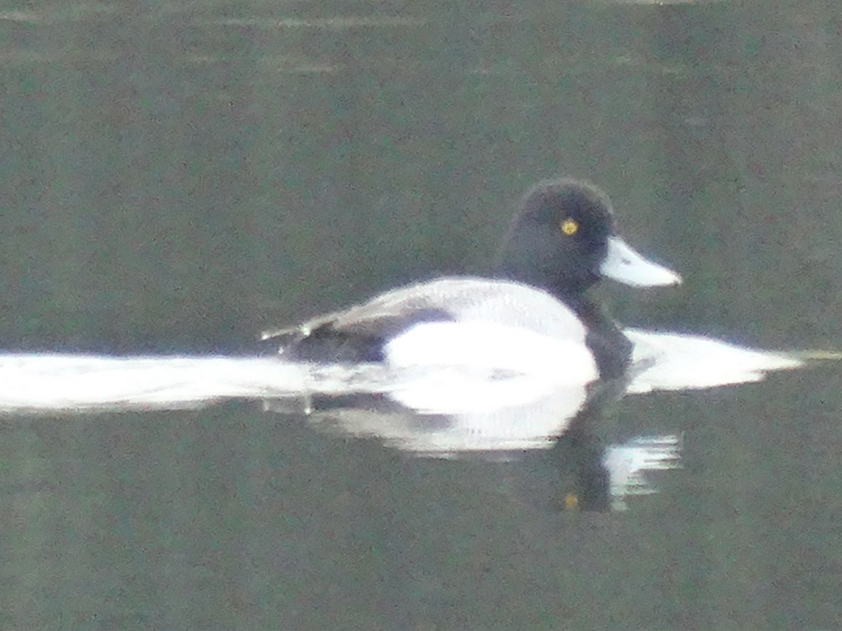 Lesser Scaup - ML646427611