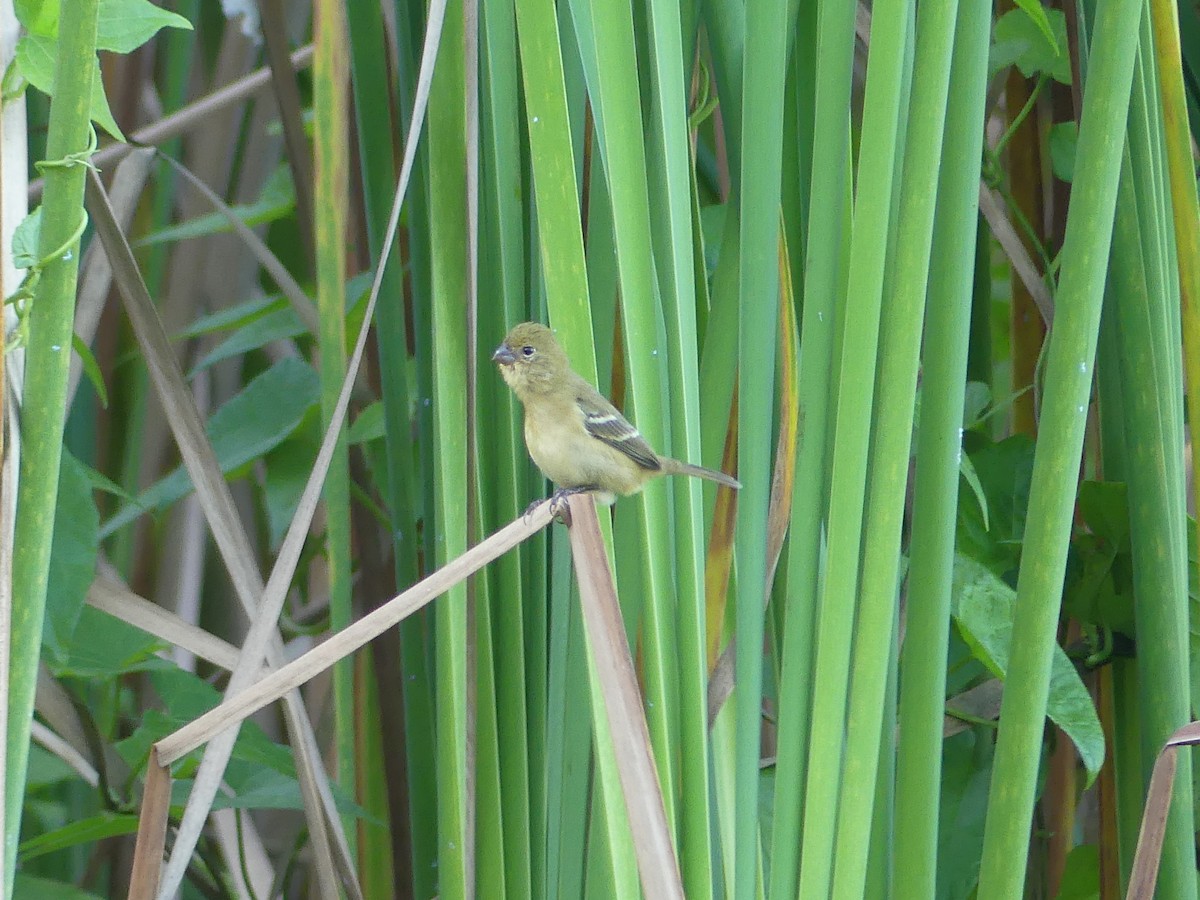 Morelet's Seedeater - ML646427614