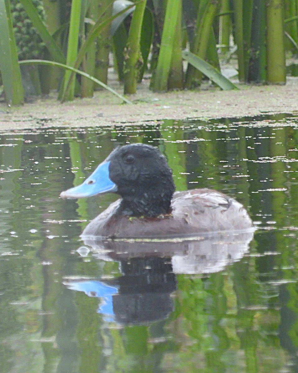 Blue-billed Duck - ML646427615