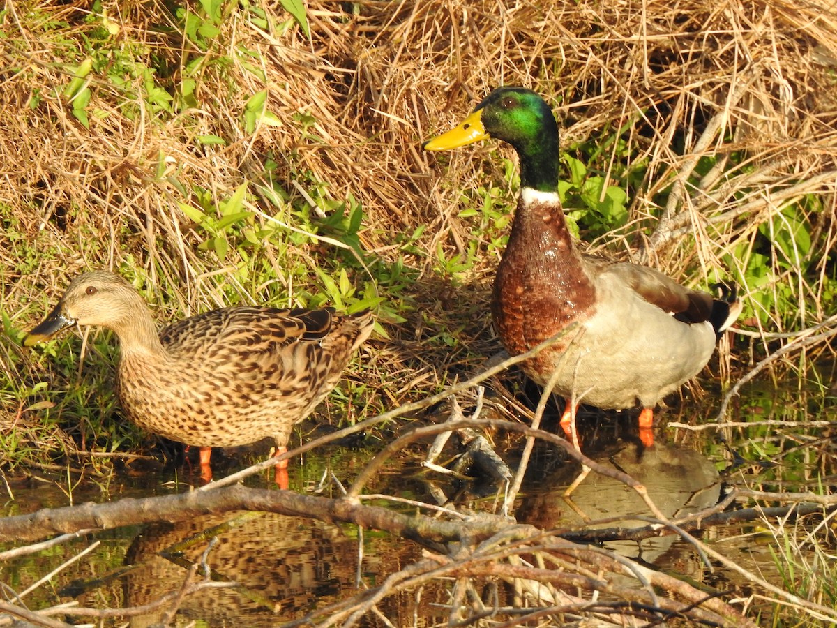 Mallard (Domestic type) - ML646427616