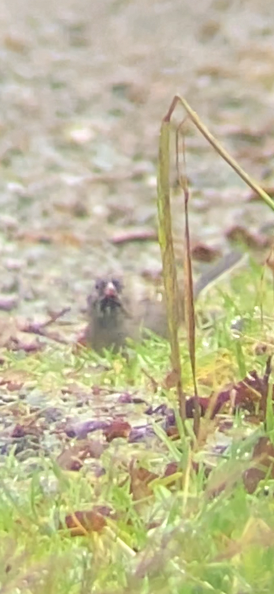 Dark-eyed Junco - ML646427618