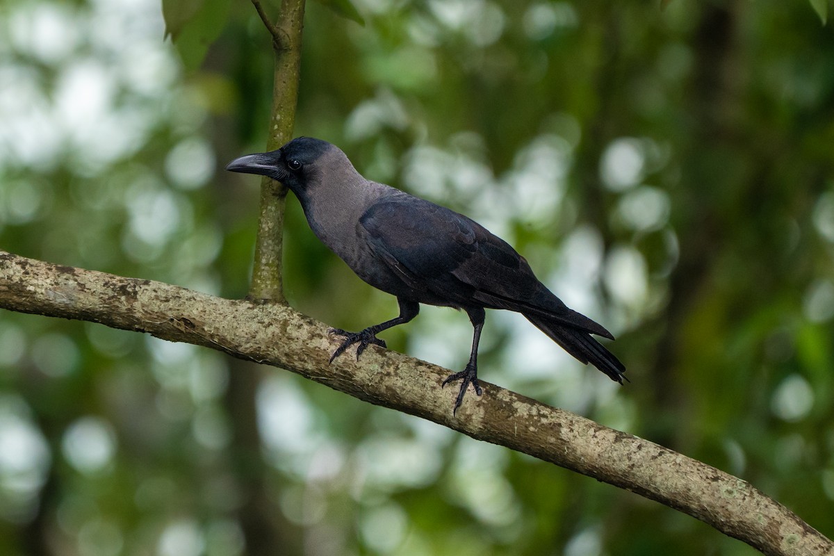 House Crow - ML646427619