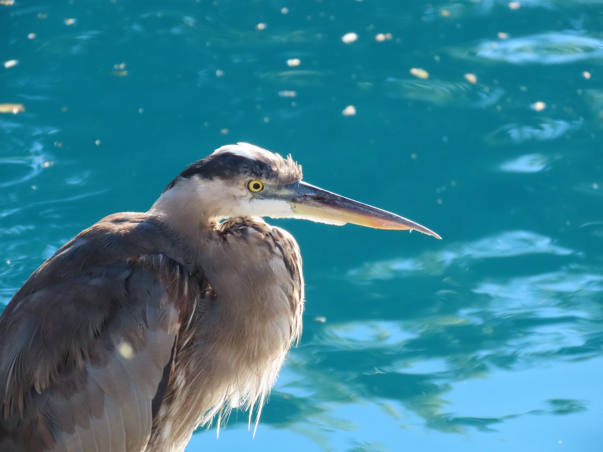 Great Blue Heron - ML646427620