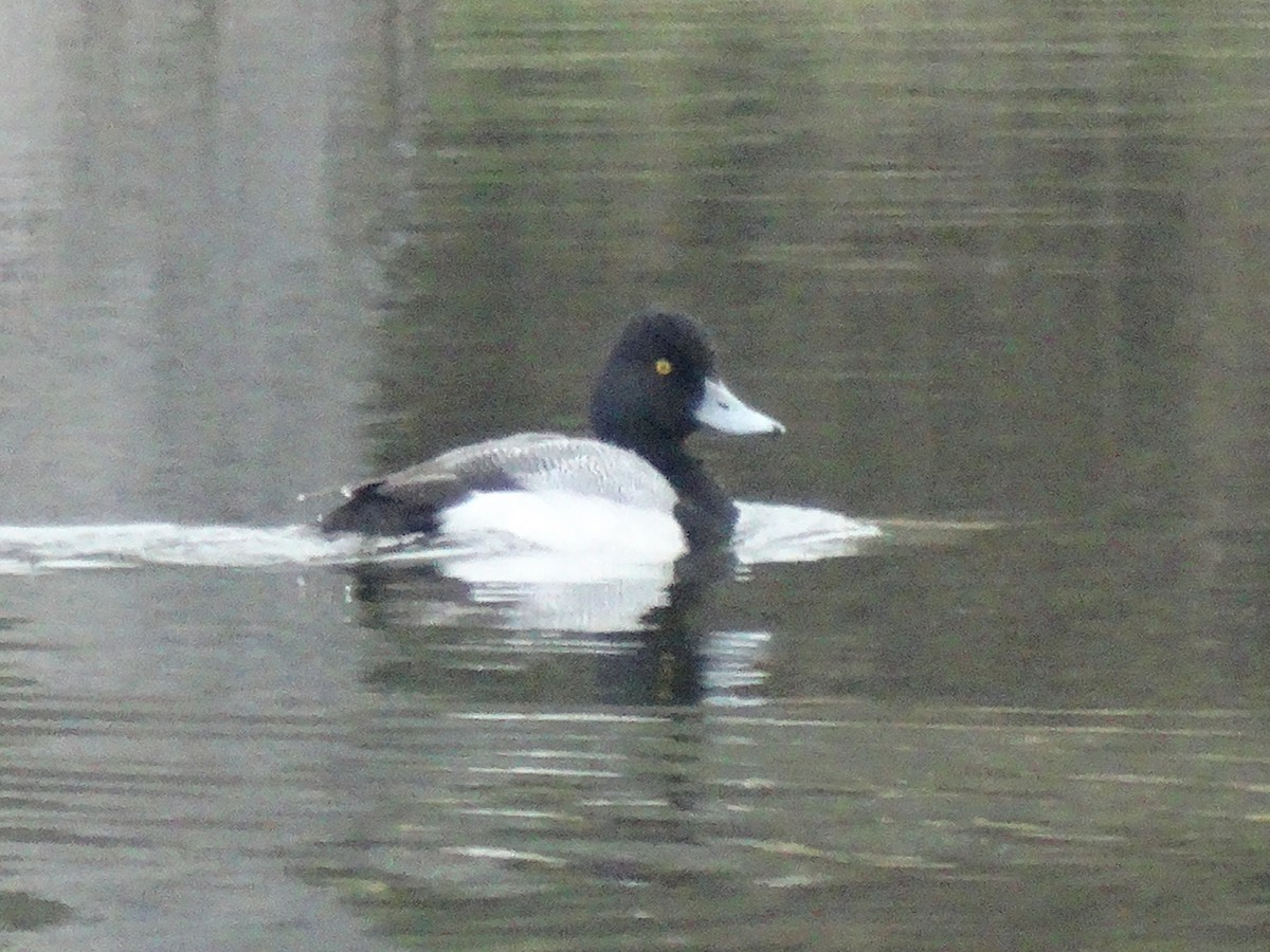 Lesser Scaup - ML646427621