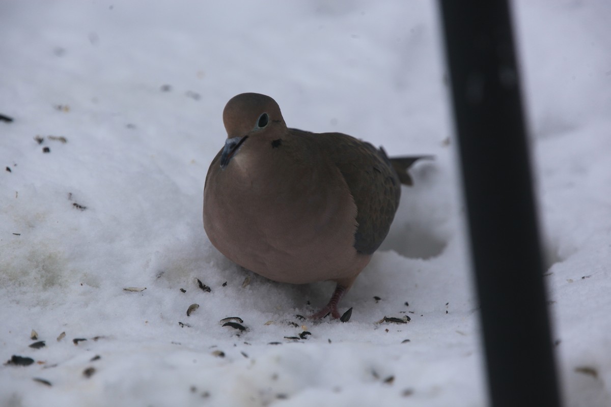 Mourning Dove - ML646427622