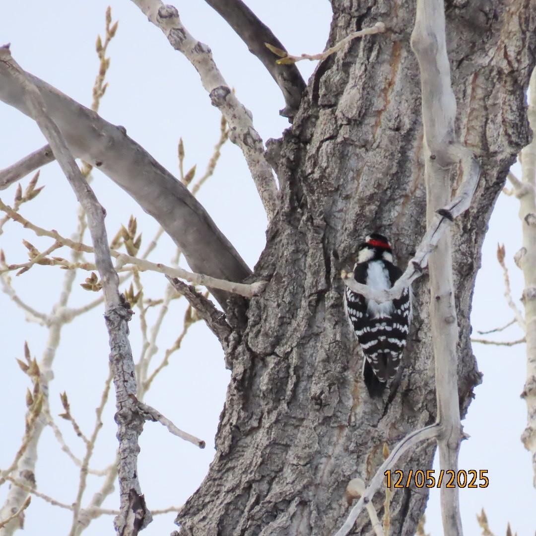 Downy Woodpecker - ML646427623