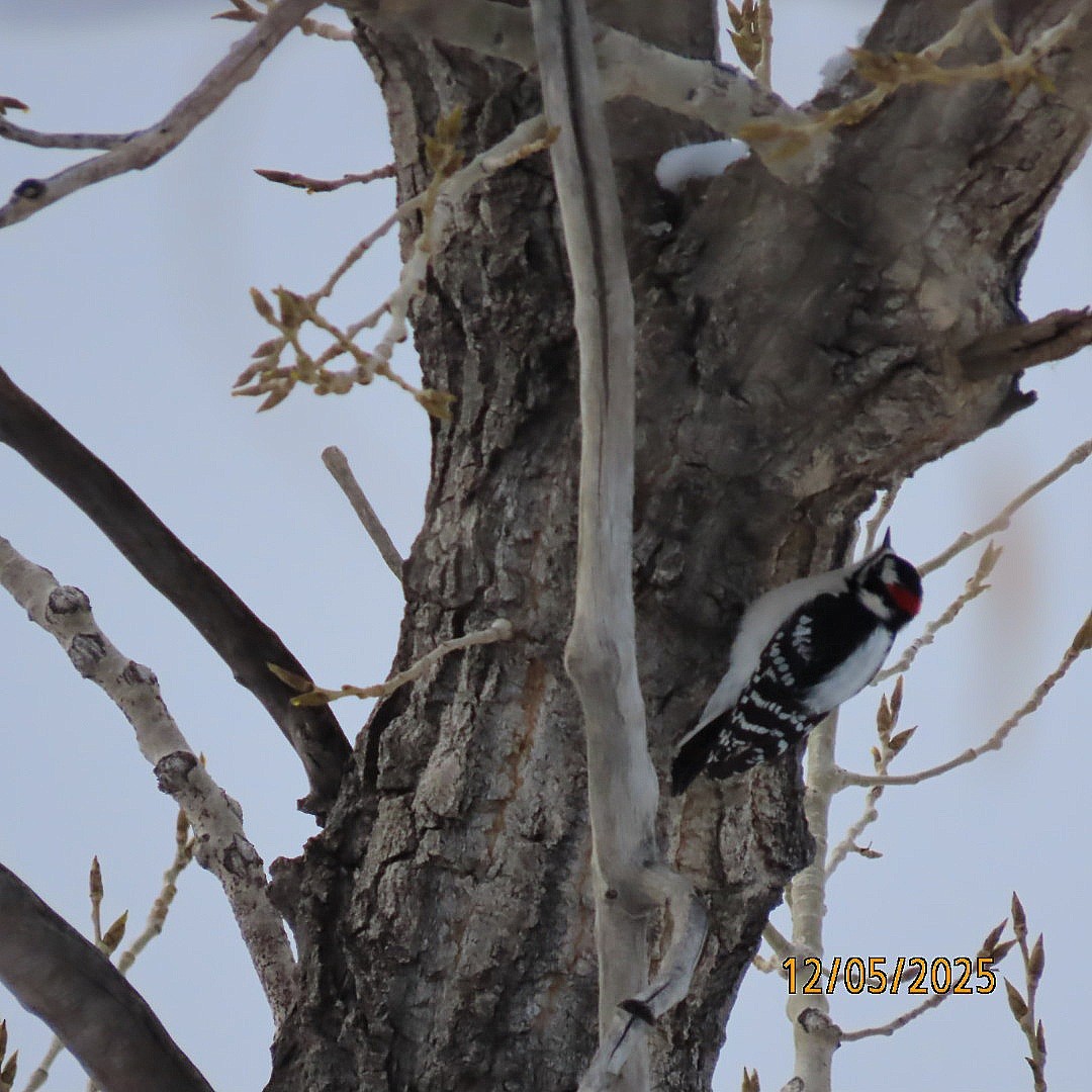 Downy Woodpecker - ML646427624