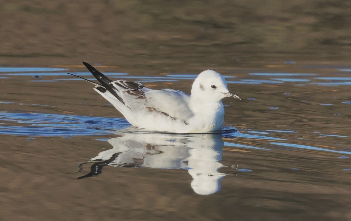 Bonaparte's Gull - ML646427626