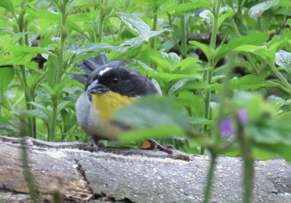 White-naped Brushfinch - ML646427627