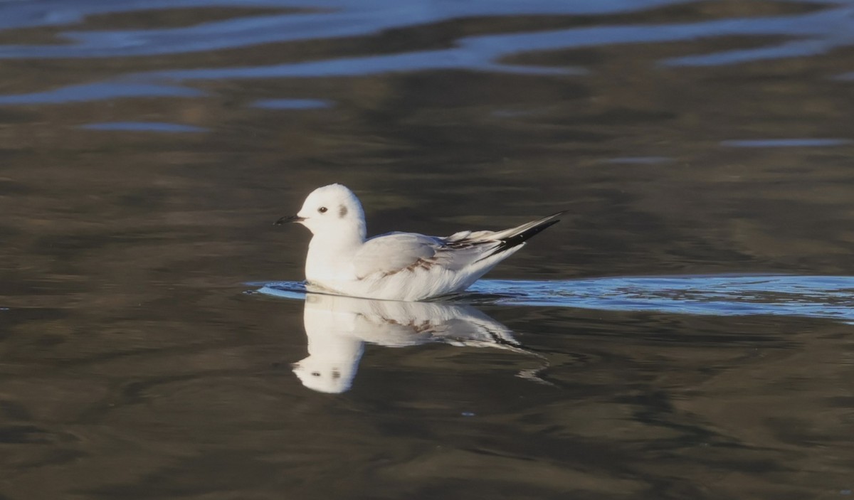 Bonaparte's Gull - ML646427628