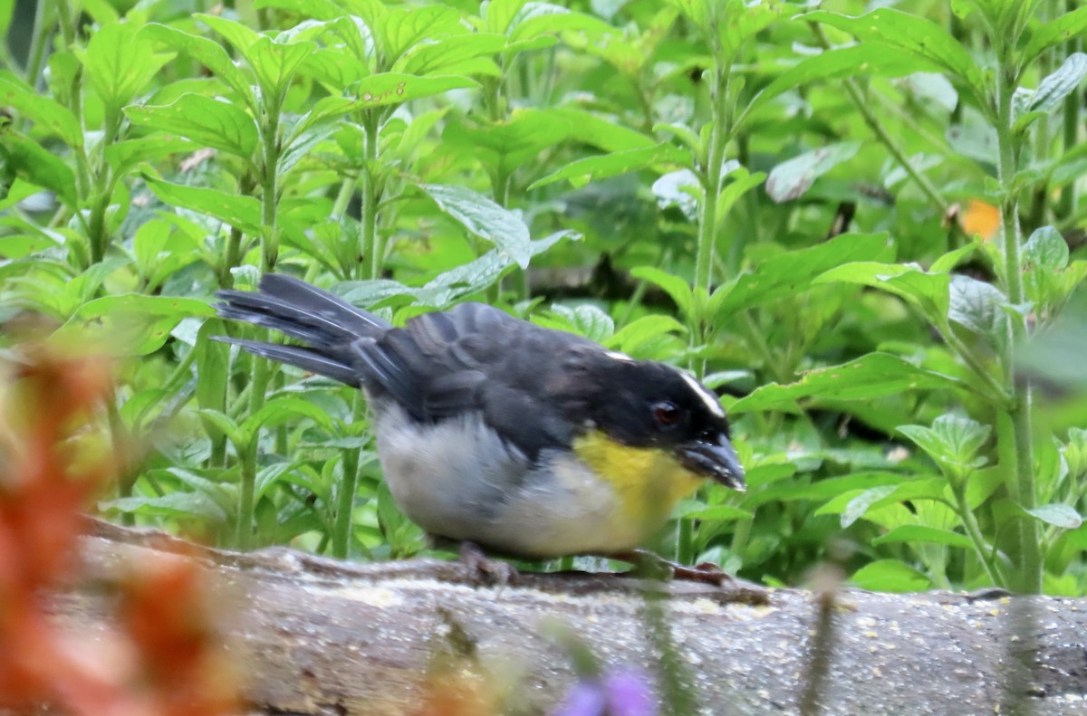 White-naped Brushfinch - ML646427629