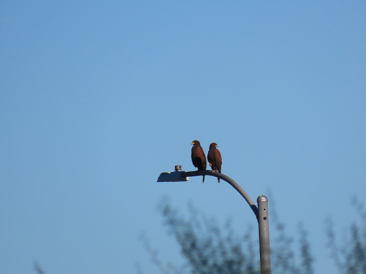 Poiana di Harris - ML646427633